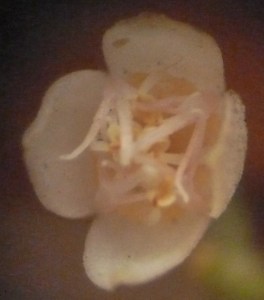 A very young flower in creamy white. This flower has 4 sepals and 4 petals.