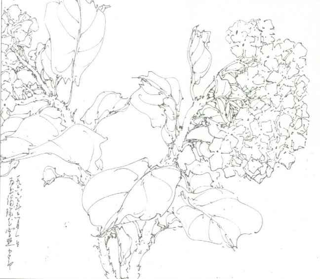 Chao Shao-ang (趙少昂) (1905 – 1998), a sketch of Hydrangea