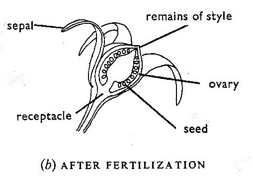 From Mackean, D.G (1978) Introduction to Biology, John Murray
