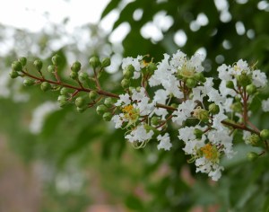 P1000713 (1280x1011)