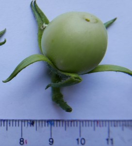 P1000879 (1160x1280)