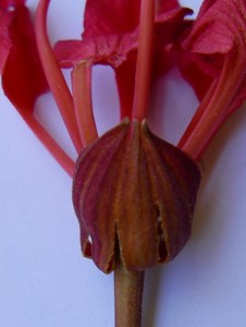 The calyx of the flower