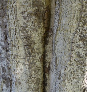 P1020304 (1207x1280)