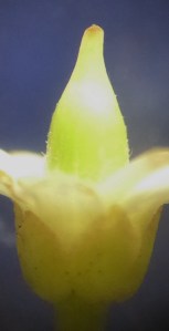 The pistil of the flower. The top tip is the stigma.