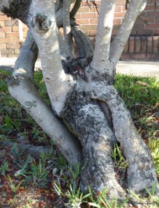 The bark of the tree trunk