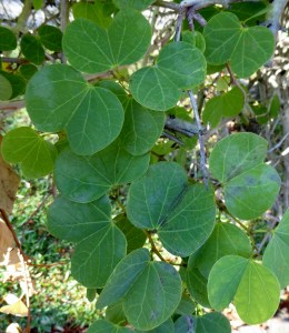 P1020829 (1109x1280)