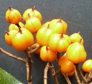 P1420487 (1202x1094)