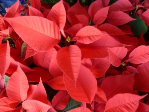 The blood red coloured bracts of 