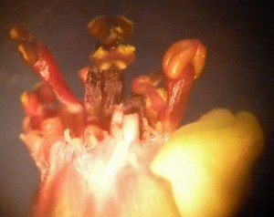 P1420702 (1280x1019)