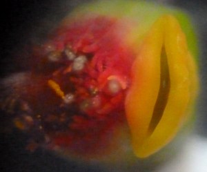 P1420765 (1280x1063)