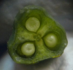 P1420769 (1226x1174)