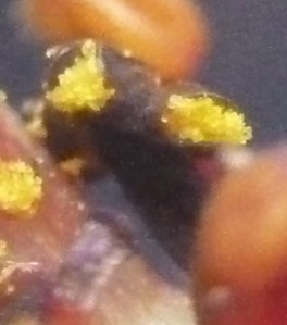 P1420871 (1187x1280)