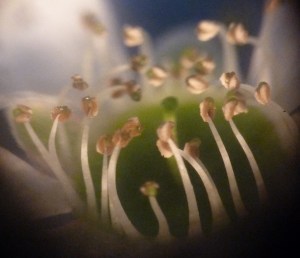 P1430222 (1280x1101)