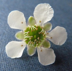 P1430225 (1280x1269)