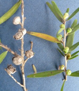 P1430243 (1119x1280)