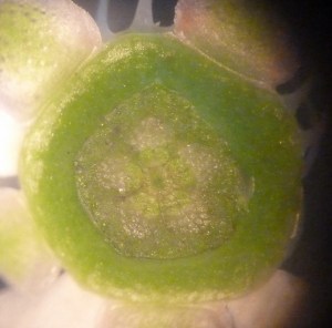 P1430254 (1280x1265)