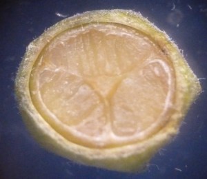The 3-locular ovary has been transversely cut open to show the developing seeds. 