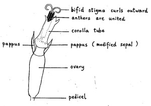 Diagram of a disk flower