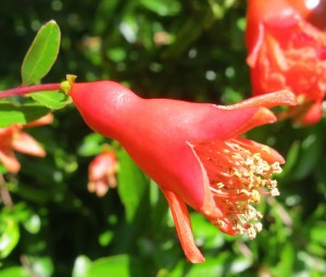 IMG_1182 (1280x1090)