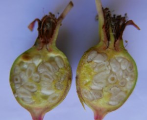 P1010706 (1280x1051)