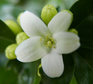 P1010732 (1280x1165)