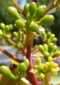 Young flower buds