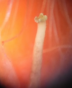 P1050012 (1046x1280)