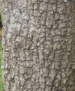 The bark of the stem