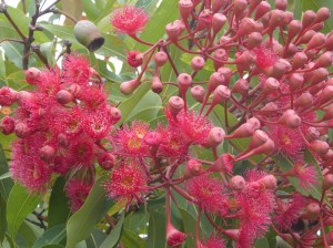 This photos show all the structures from buds to fruit but the presentation is not as good as the botanical drawing above.