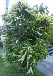 P1050079 (704x1024) (2)