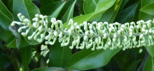 P1050100 (1024x479) (2)