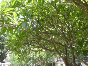 An old Plumeria tree