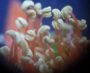 P1430407 (1280x1042)