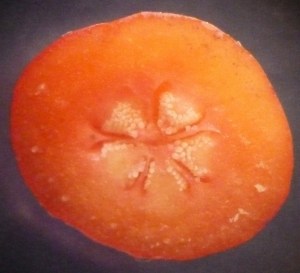 P1430448 (1280x1168)