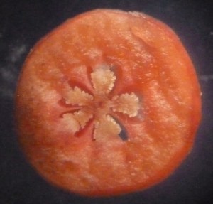 P1430462 (1280x1225)