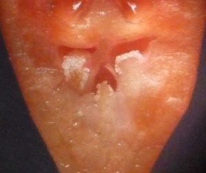 P1430478 (1253x1058)