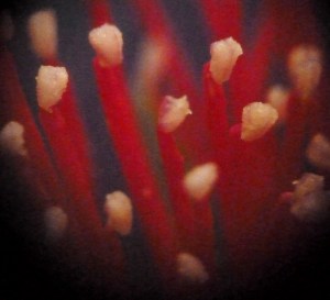 P1430538 (1280x1165)