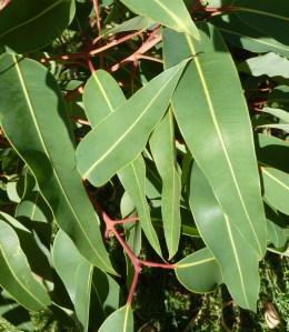 P1430567 (1110x1280)