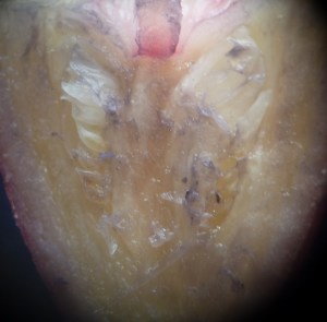 P1430587 (1280x1259)