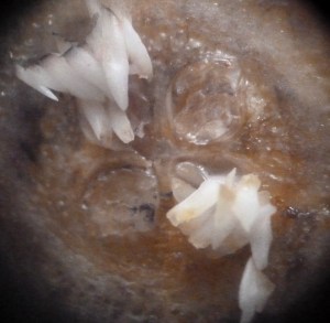 P1430599 (1280x1251)