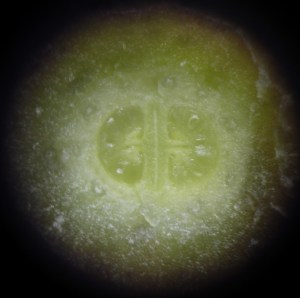 P1430639 (1024x1018)