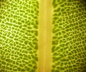 P1430836 (1280x1067)