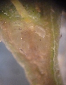 The longitudinal section of the ovary of a mature flower