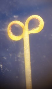 The style and bifid stigma