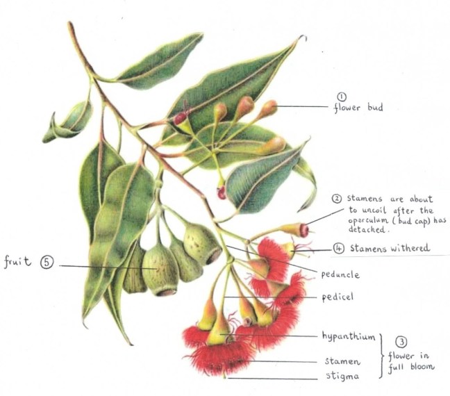 Pembleton drawings with labels