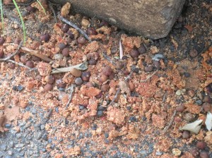 IMG_1738 - Copy (1024x768)