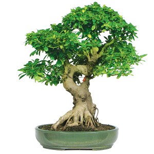 A bonsai of Ficus microcarpa. Imagers from http://www.bonsaioutlet.com/ficus-bonsai-care/ Black photo : http://www.bonsaitreegardener.net/types/ficus , 