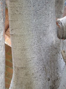 IMG_1746 - Copy (768x1024)