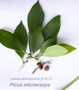 P1020545 (897x1024) - Copy