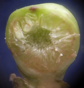 P1440299 - Copy (969x1024)